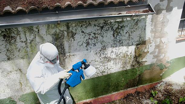 Mold Removal service in Midland
